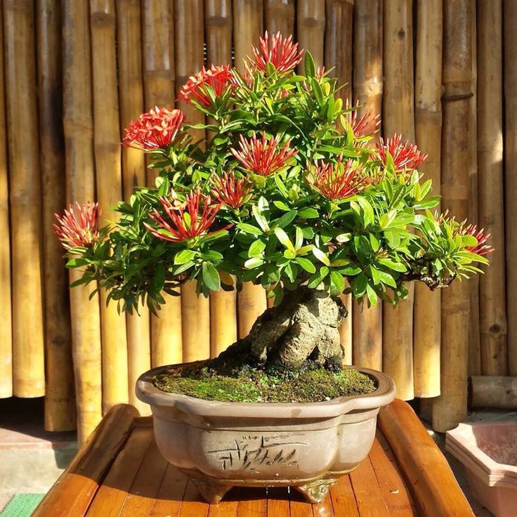 cây bonsai