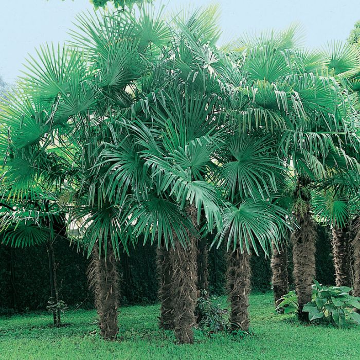 cay-co-canh cây cọ cảnh