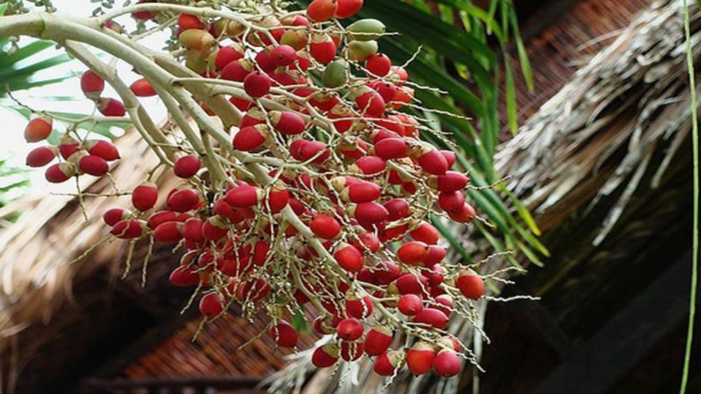 cay cau canh 8 1024x576 1