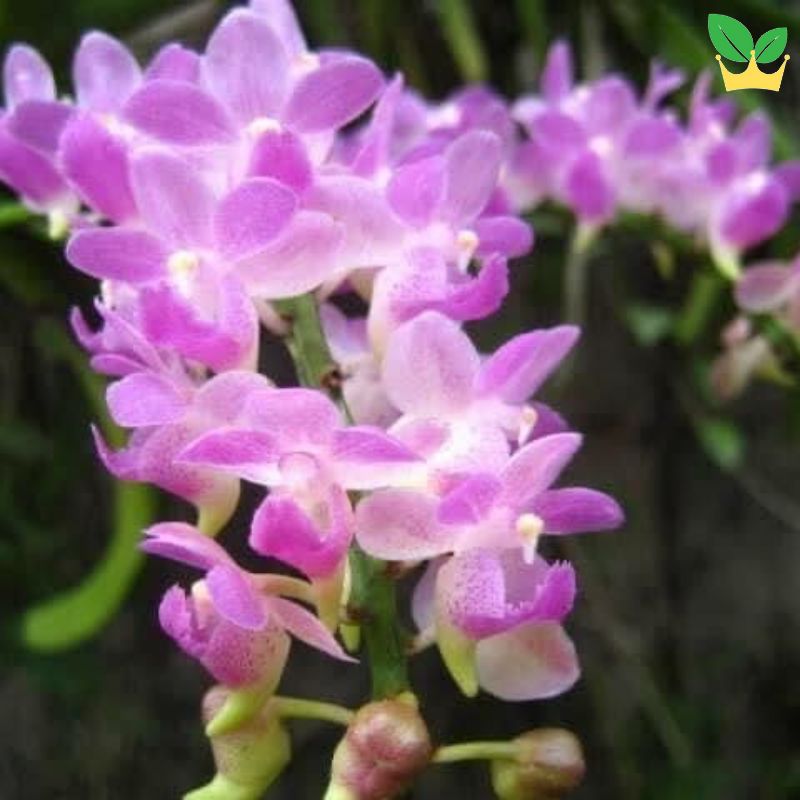 Hoa lan giáng hương hồng nhạn rừng
