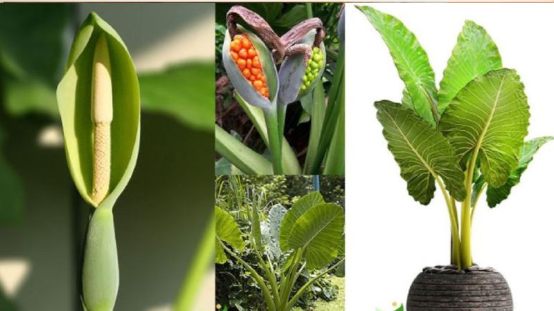cay-ray-voi-nhan-dang-cay-ray-voi Cách trồng cây ráy voi