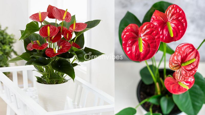 Cây cảnh phong thủy để trong nhà - VuonCayCanh