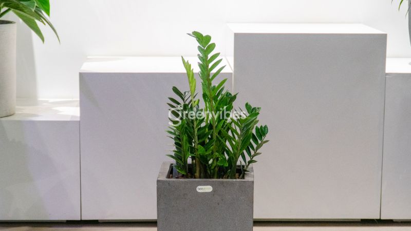Chậu cây cảnh trong nhà đẹp - VuonCayCanh